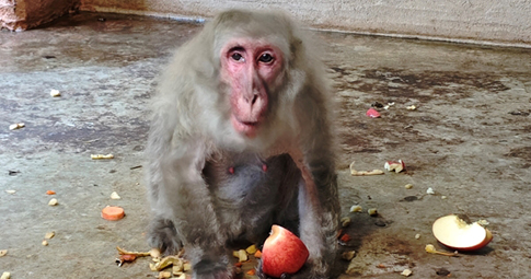 円山動物園への継続的な果物寄付