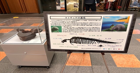 日本生命札幌ビルにて「札幌市博物館活動センターコレクション出張展示ーサッポリウムー」展を開催しました