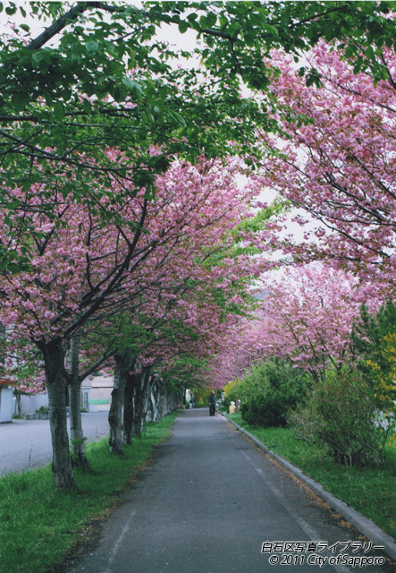 画像：桜並木
