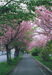桜並木