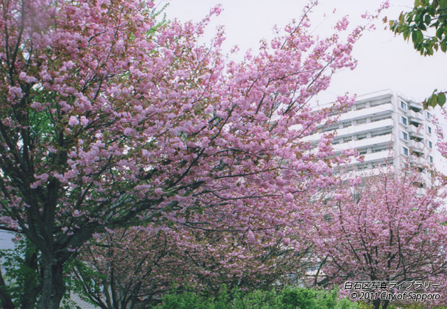 画像：桜とビル街