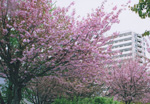桜とビル街