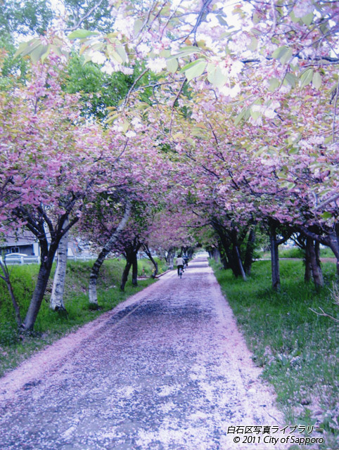 画像：桜のサイクリングロード