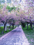 桜のサイクリングロード