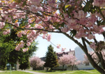 サイクルパークの八重桜