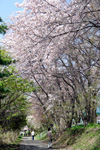 見上げれば桃色一色！