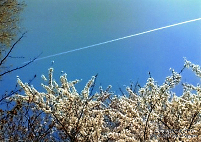 画像：桜飛行