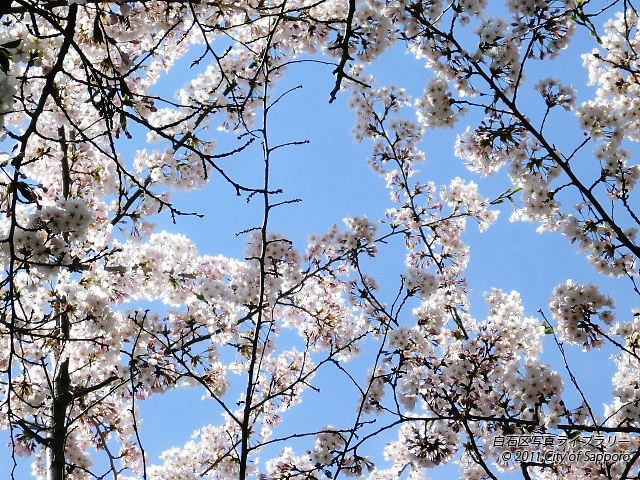 画像：白石サイクリングロード２０１０　ソメイヨシノ