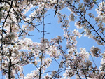 白石サイクリングロード２０１０　ソメイヨシノ