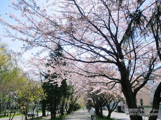 画像：白石サイクリングロード２０１０　サクラ並木