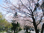 白石サイクリングロード２０１０　サクラ並木