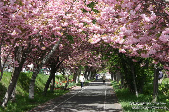 画像：白石サイクリングロードの桜