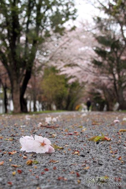 画像：落華