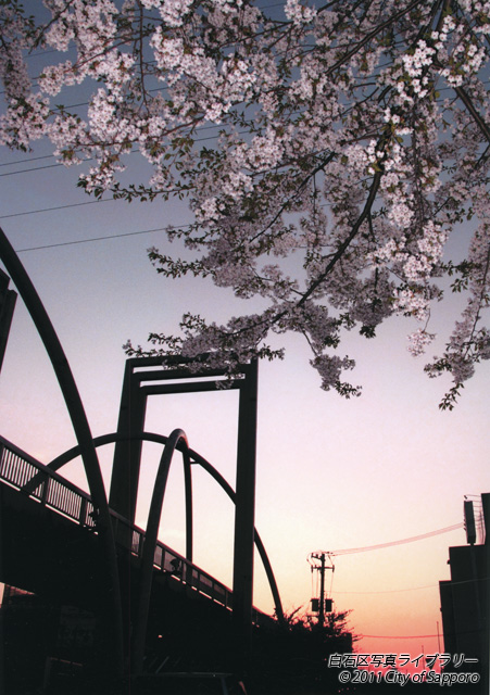 画像：夕日に映える桜