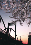 夕日に映える桜