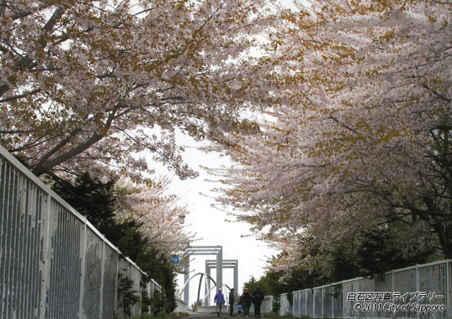 画像：満開