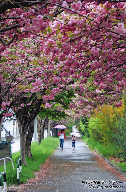 画像：雨の日の桜のトンネル