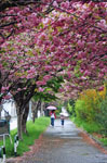 雨の日の桜のトンネル