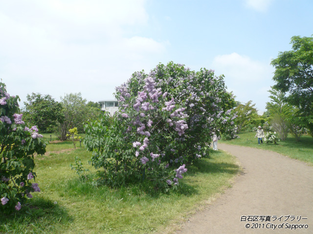 画像：“ライラック”の森で2