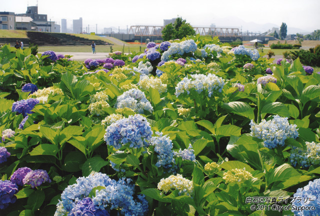 画像：紫陽花にはねる光と上白石橋