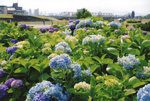 紫陽花にはねる光と上白石橋