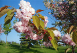 桜