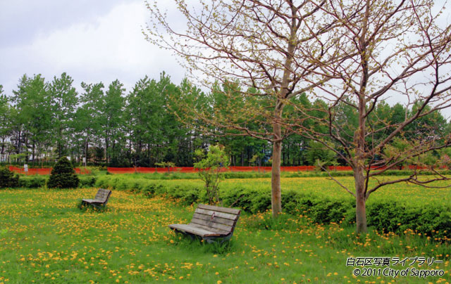 画像：川下公園のタンポポの群生