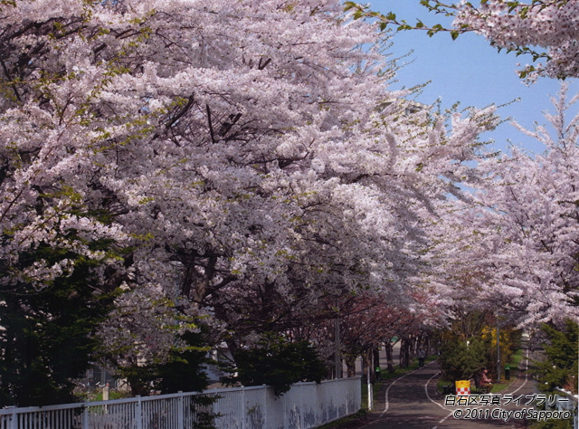 画像：自転車道路桜満開