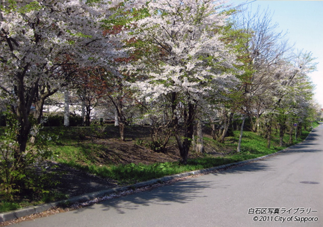 画像：桜