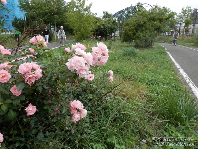 画像：薔薇と散策