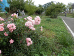 薔薇と散策