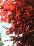 紅葉