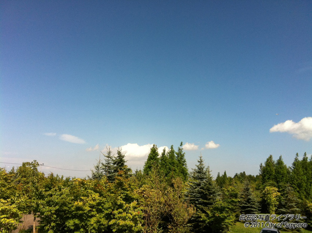 画像：空と木