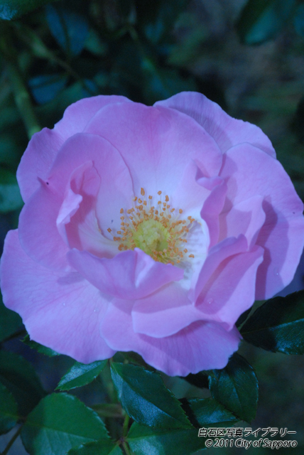 画像：白石区の花「バラ」１