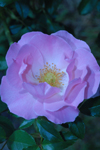 白石区の花「バラ」１