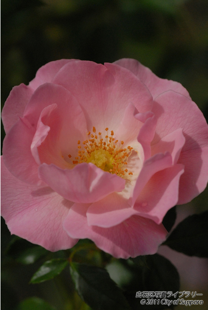 画像：白石区の花「バラ」２