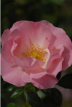 白石区の花「バラ」２