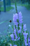 次の蜜を求めてホバリング