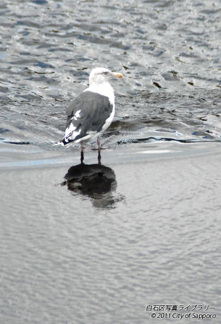 画像：河川に珍鳥のカモメが一休み