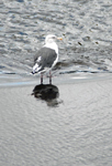河川に珍鳥のカモメが一休み