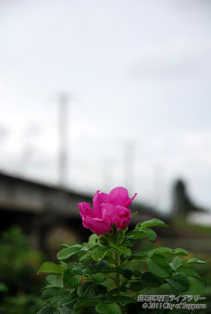 画像：花と豊平川橋梁