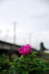 花と豊平川橋梁