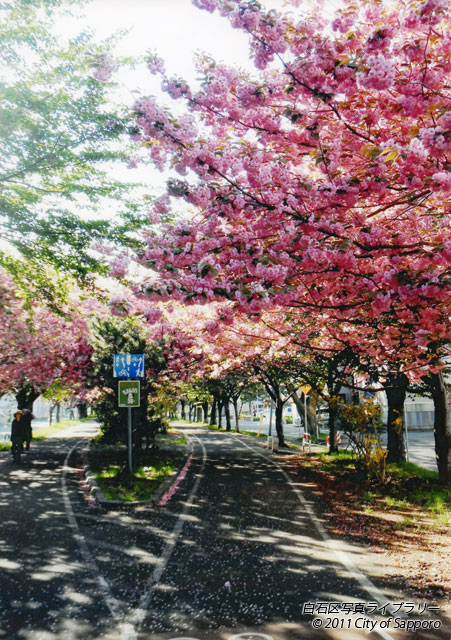 画像：サイクリングロードとさくら