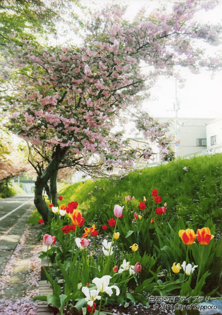 画像：春の花