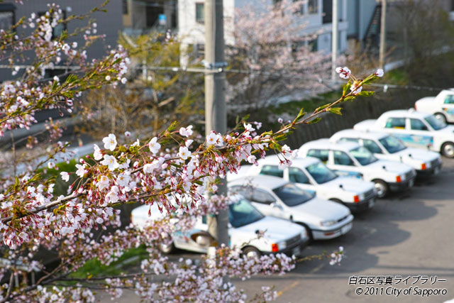 画像：桜ノ頃