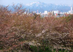 桜色日和