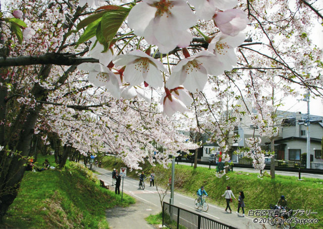 画像：桜のころ