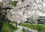 桜のころ