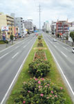 ばらの道