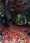 紅（あか）